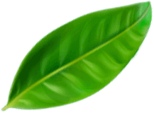 Green leaf